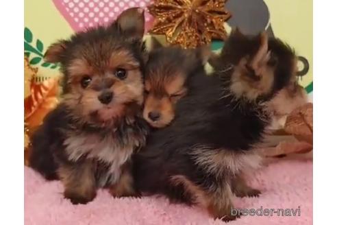 成約済の栃木県のミックス犬-212895